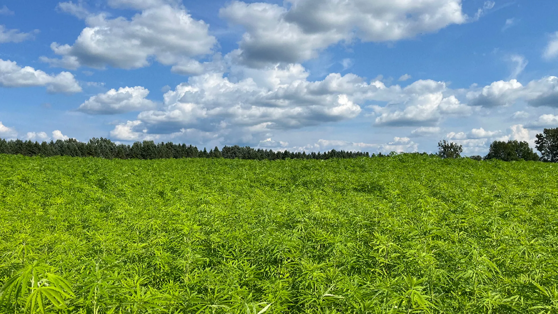 Hemp fiber field